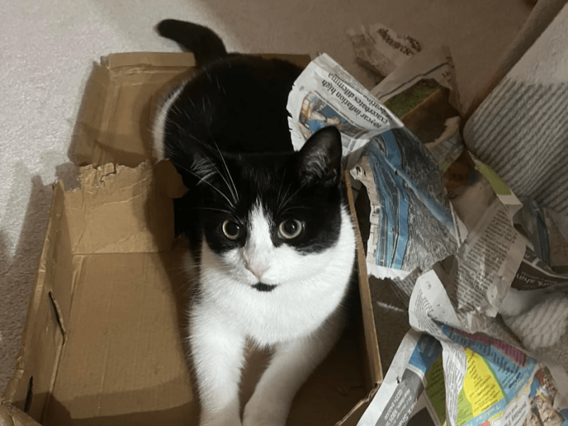Cat Ownership Costs – when did it get so&nbsp;expensive?
