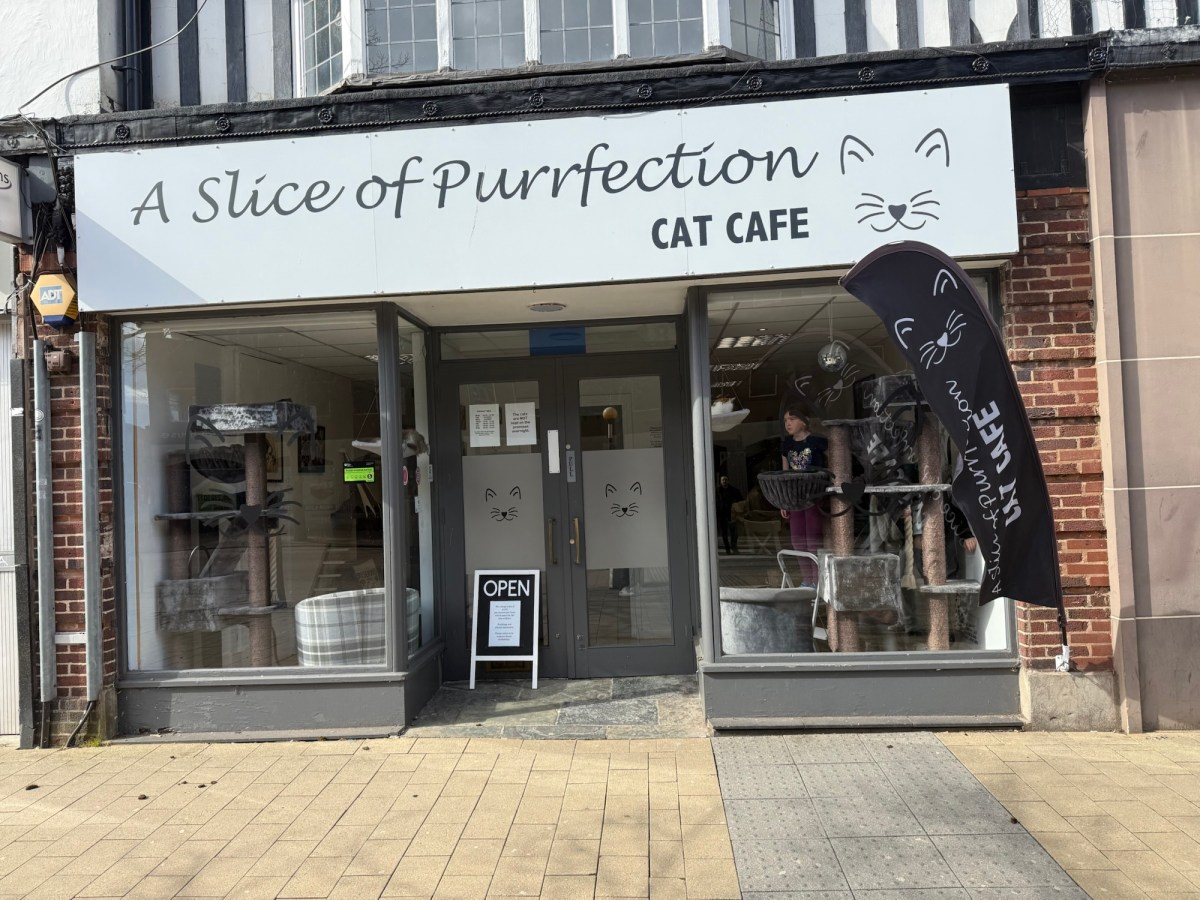 Cat Cafe Review – “A Slice of&nbsp;Purrfection”