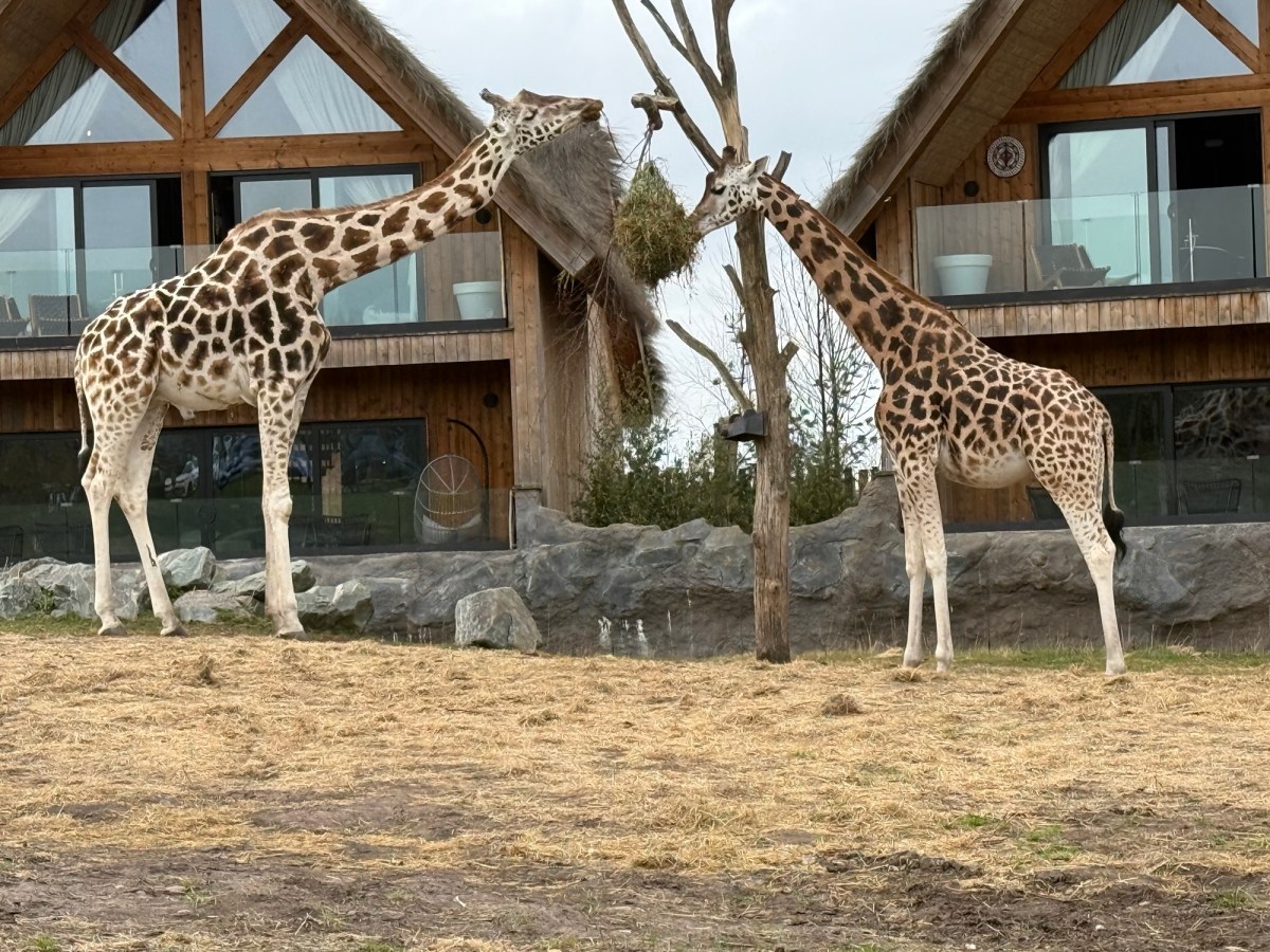 West Midlands Safari Park&nbsp;Review