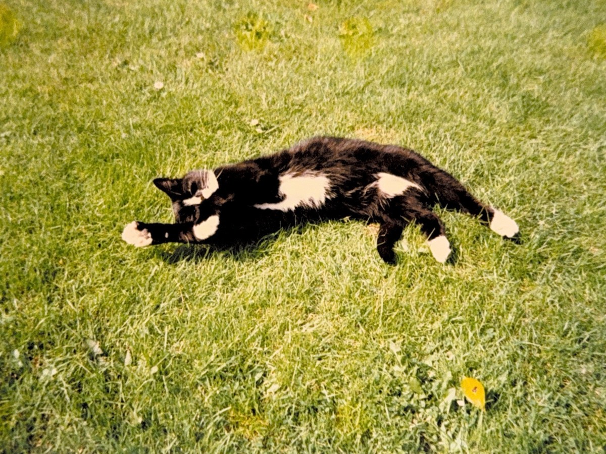 “Between You and Me” – First Pet –&nbsp;Lizzy